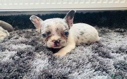 French Bulldog dogs for sale: French bulldogs - Image 16