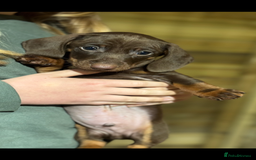Dachshund dogs for sale: Ready now daschunds  - Image 5