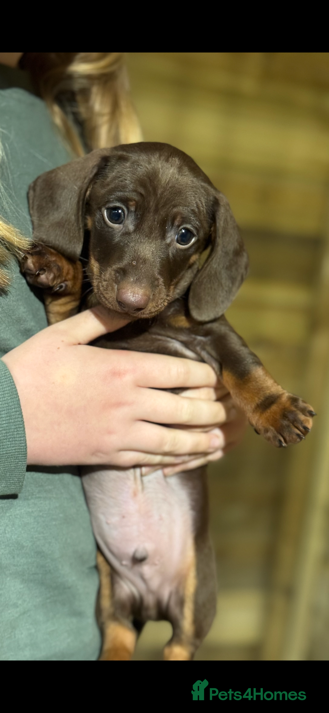 Dachshund dogs for sale: Ready now daschunds  - Image 5