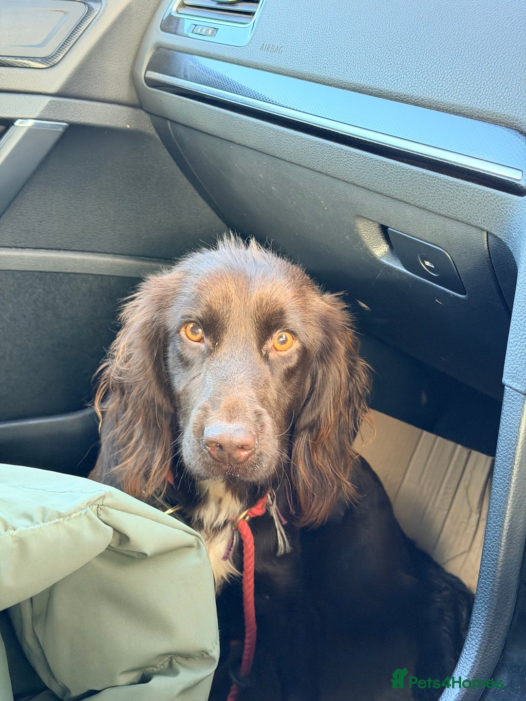 Cocker Spaniel dogs for sale: Gorgeous cocker spaniel bitch  - Advert 2