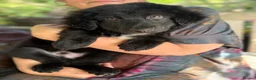 Mixed Breed dogs for sale: German shepherd mix puppies! - Advert 3