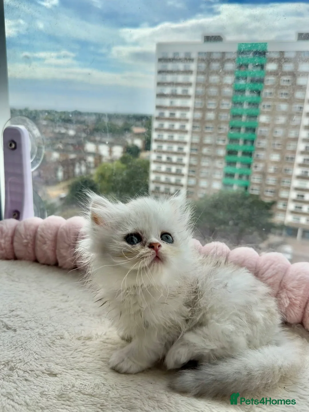 Persian cats for sale: persian beautiful male kitten - Advert 8