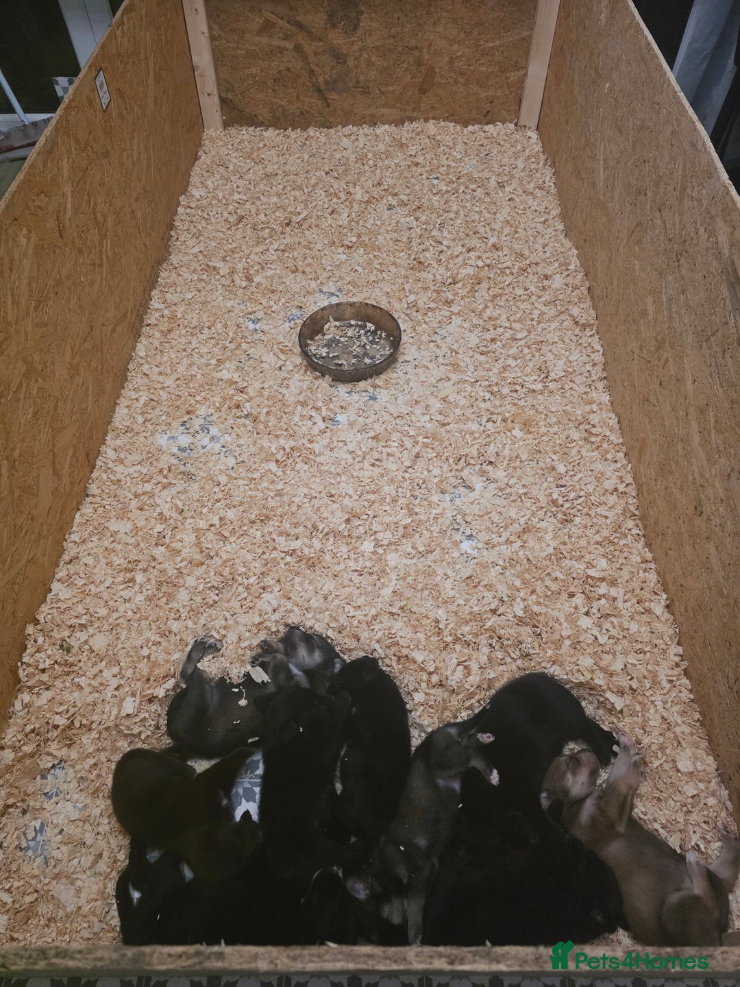 Mixed Breed dogs for sale: STUNNING RED FOX LABRADOR X SPECIAL SIBERIAN HUSKY - Advert 15