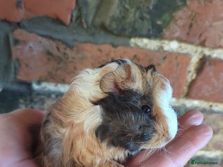 Guinea Pig rodents Lunkarya x smooth coated boy for sale - Advert 12