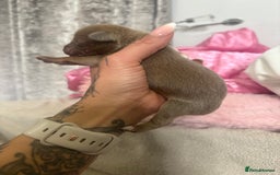 Mixed Breed dogs for sale: Xxx TINY dachshund x chihuahua puppies xxx - Image 32