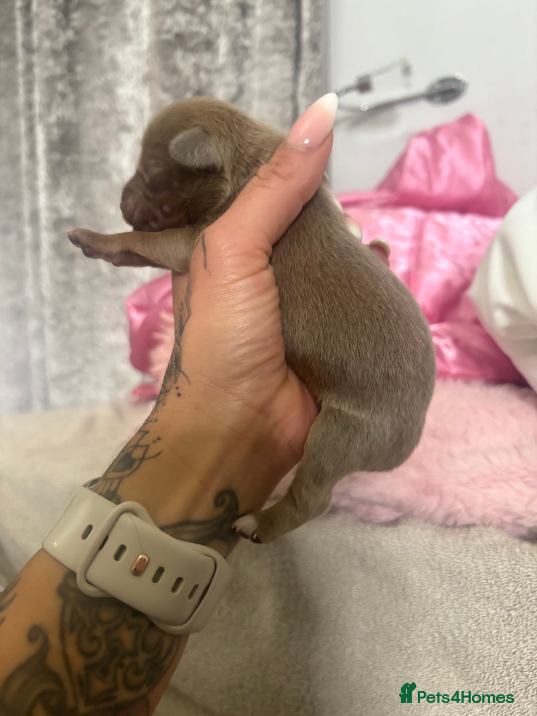 Mixed Breed dogs for sale: Xxx TINY dachshund x chihuahua puppies xxx - Image 32