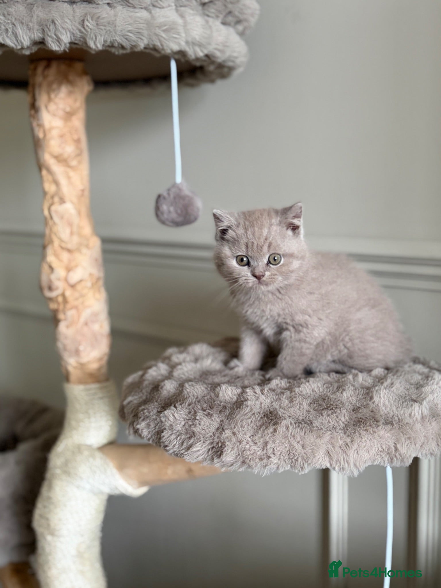 British Shorthair cats Beautiful British shorthair kitten  - Advert 16