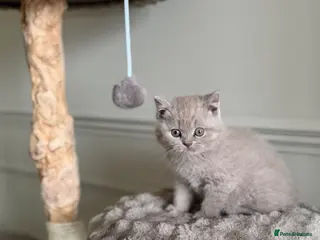 British Shorthair cats Beautiful British shorthair kitten - Advert 9