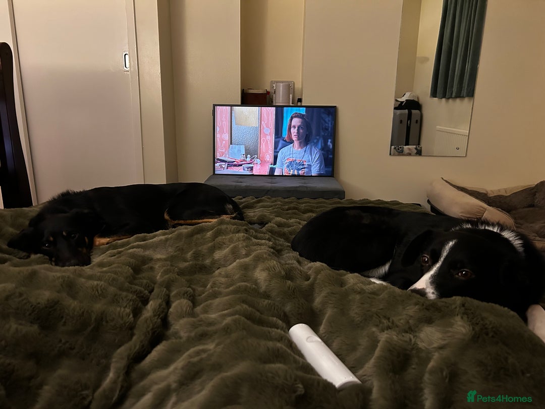 Australian Kelpie dogs for sale: Kal, Australian Kelpie  - Advert 13