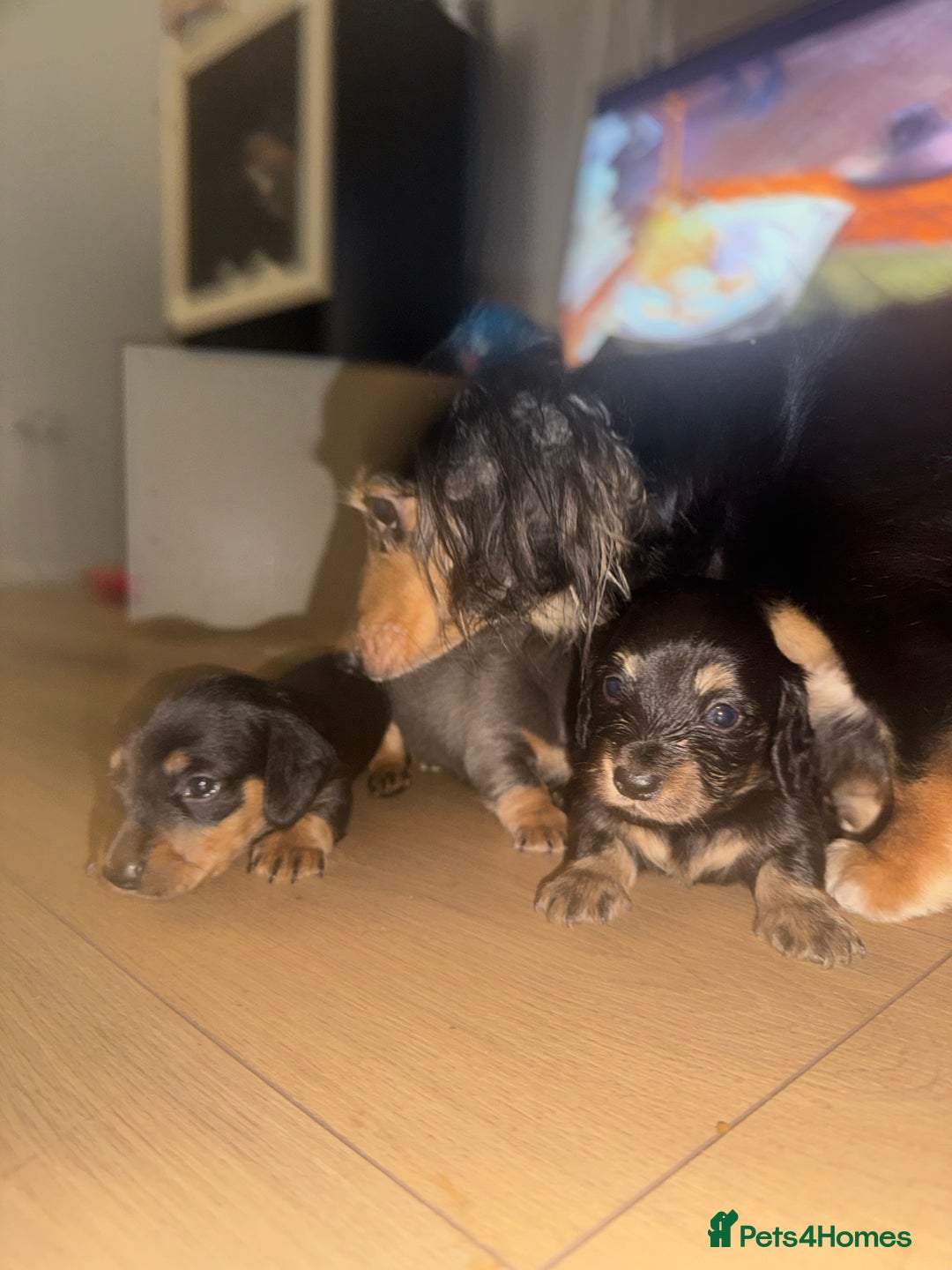 Miniature Dachshund dogs for sale: Miniature dachshund - Advert 12