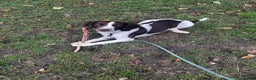 English Springer Spaniel dogs for sale: Male springer spaniel  - Advert 2