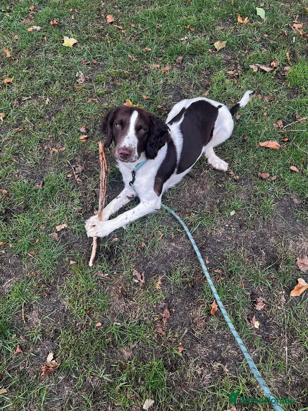 English Springer Spaniel dogs for sale: Male springer spaniel  - Advert 2