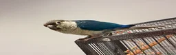 Conures birds for sale: Two Gorgeous, Tame Baby Green Cheek Conures ❤️ in Stockport - Advert 3