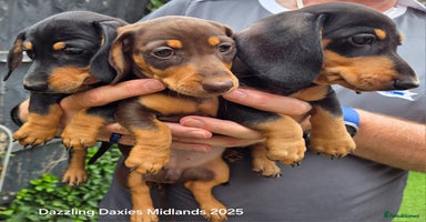 Miniature Dachshund dogs - Advert 11