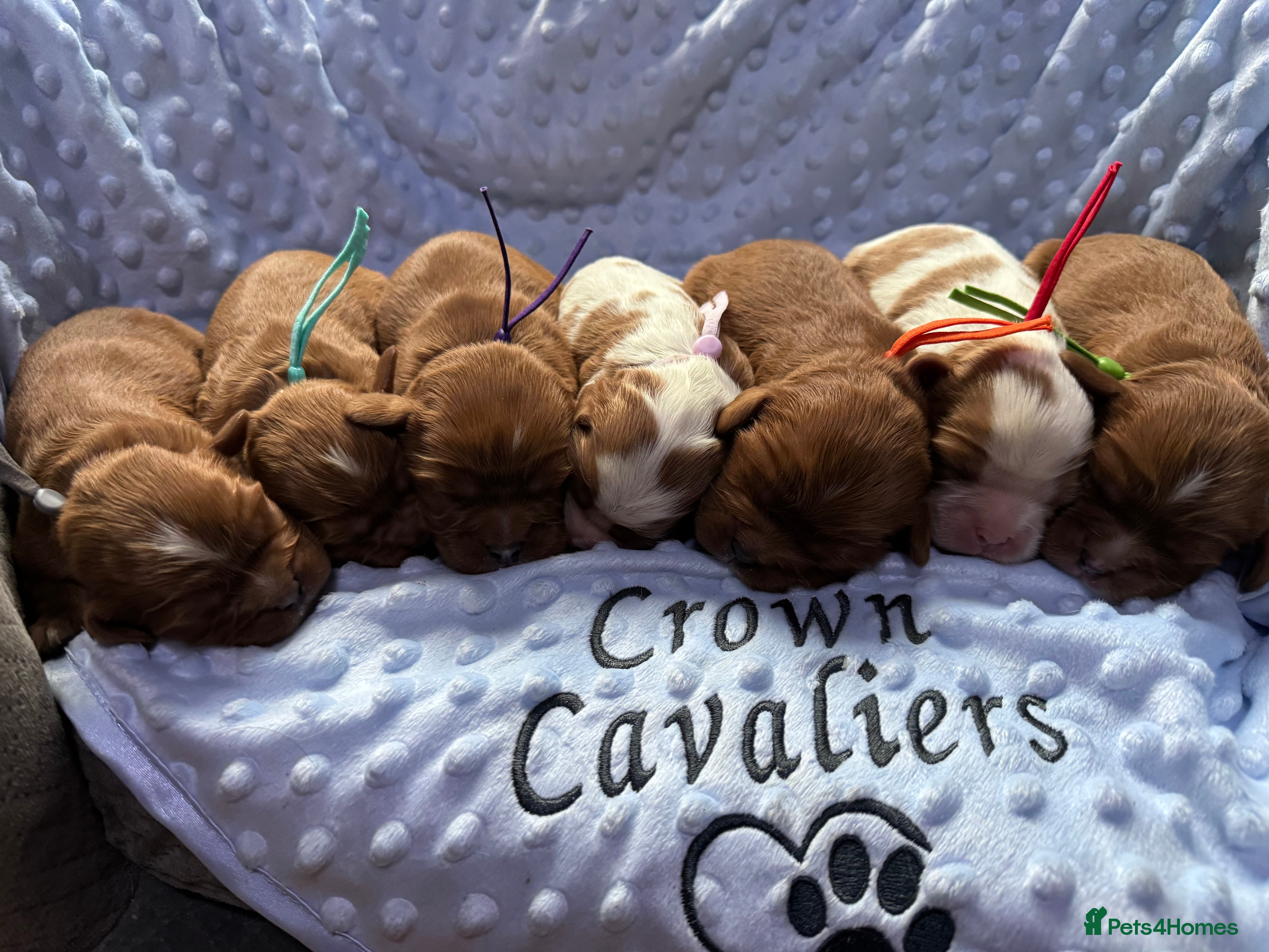 Cavalier King Charles Spaniel dogs CAVALIER KING CHARLES SPANIEL LICENSED KC HEALTH - Advert 5