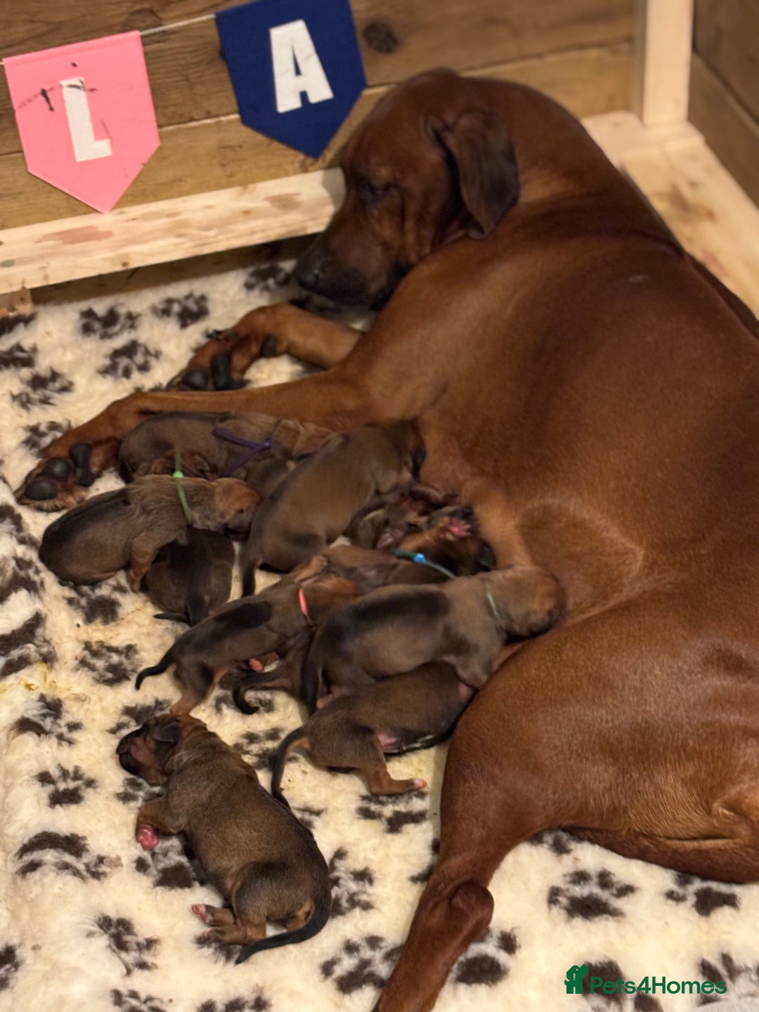 Rhodesian Ridgeback dogs for sale: Nyasharose ridgebacks  - Advert 1