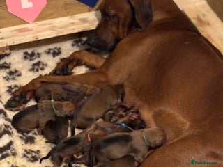 Rhodesian Ridgeback dogs Nyasharose ridgebacks - Advert 1