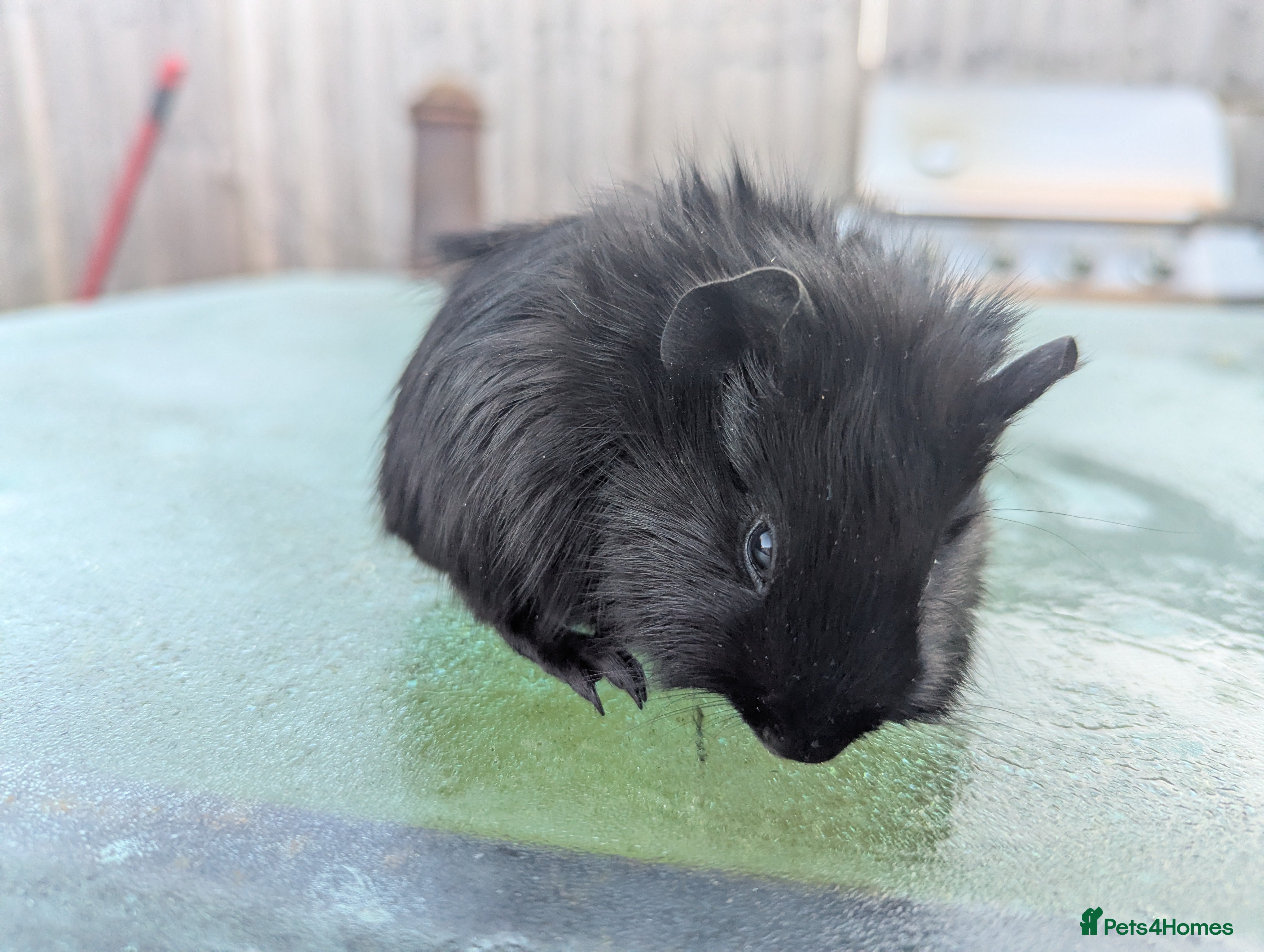 Guinea Pig rodents Black fluffy boar guinea pig boy - Advert 7