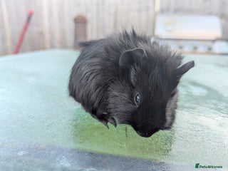 Guinea Pig rodents Black fluffy boar guinea pig boy - Advert 7