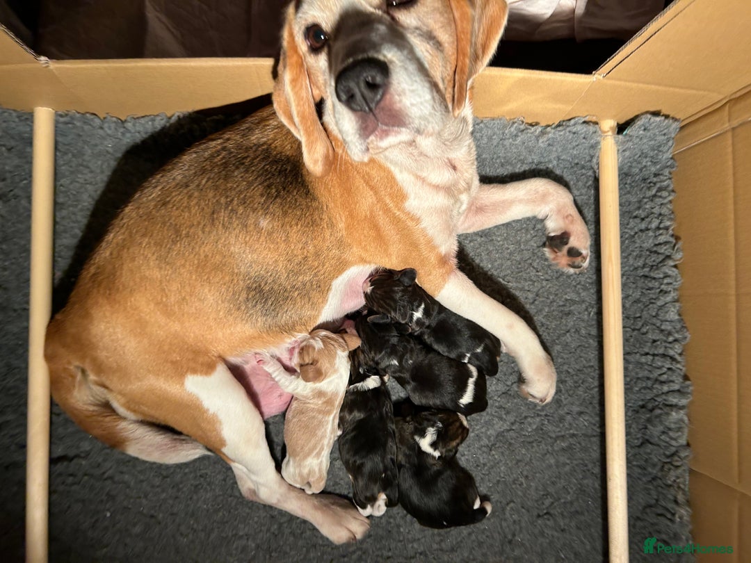 Beagle dogs for sale: KC Registered Top Quality Beagle Puppy home reared - Image 7