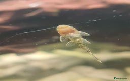Plecos fish for sale: Bristlenose Plecos - Image 7