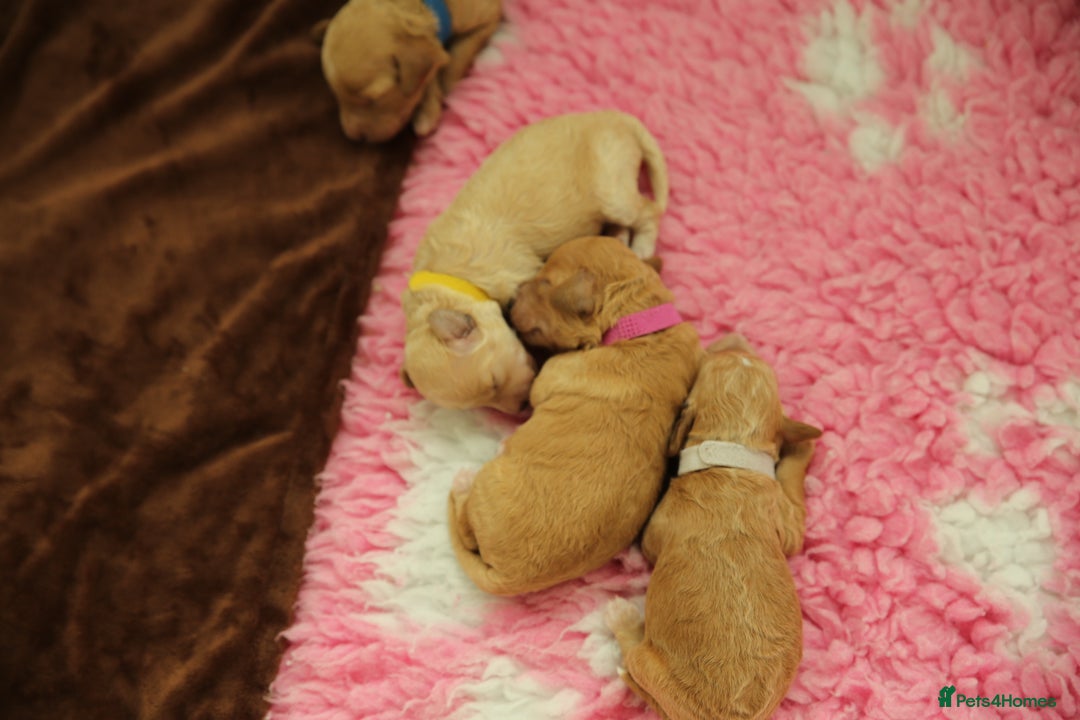 Maltipoo dogs for sale: Maltipoo/Miniature Poodle Puppies - Advert 4