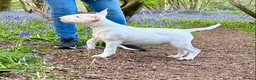 Bull Terrier dogs for sale: Exceptional quality KC BT Puppy - Advert 4