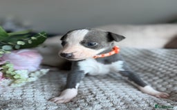 Whippet dogs for sale: 🏆KC Whippet Puppies - Gentle, Elegant & Loving🏆 - Image 13