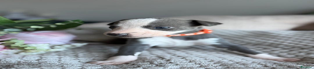 Whippet Puppy 6