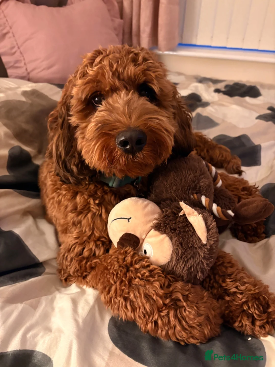 Cockapoo dogs for stud: F2 Cockapoo for Stud - Advert 4