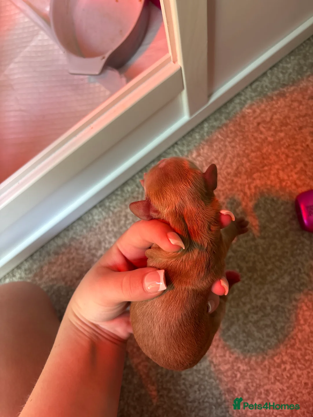 Cavapoo dogs for sale: F1b cavapoo in Maidstone - Advert 2