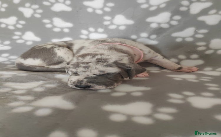 Great Dane dogs - Advert 4