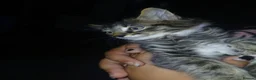 Mixed Breed cats for sale: 🩷 Tabby Kittens 🩷 - Advert 9