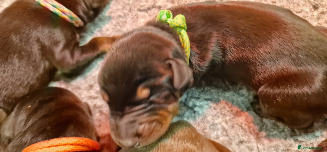 Dobermann dogs for sale: Top line doberman puppies - Image 20