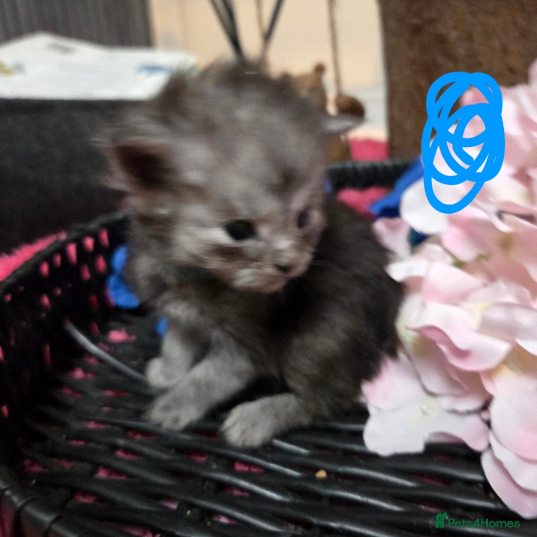 Maine Coon cats for sale: Champion russian Maine coon kittens - Advert 13