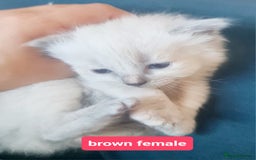Ragdoll cats for sale: Pure ragdoll kittens - Image 18