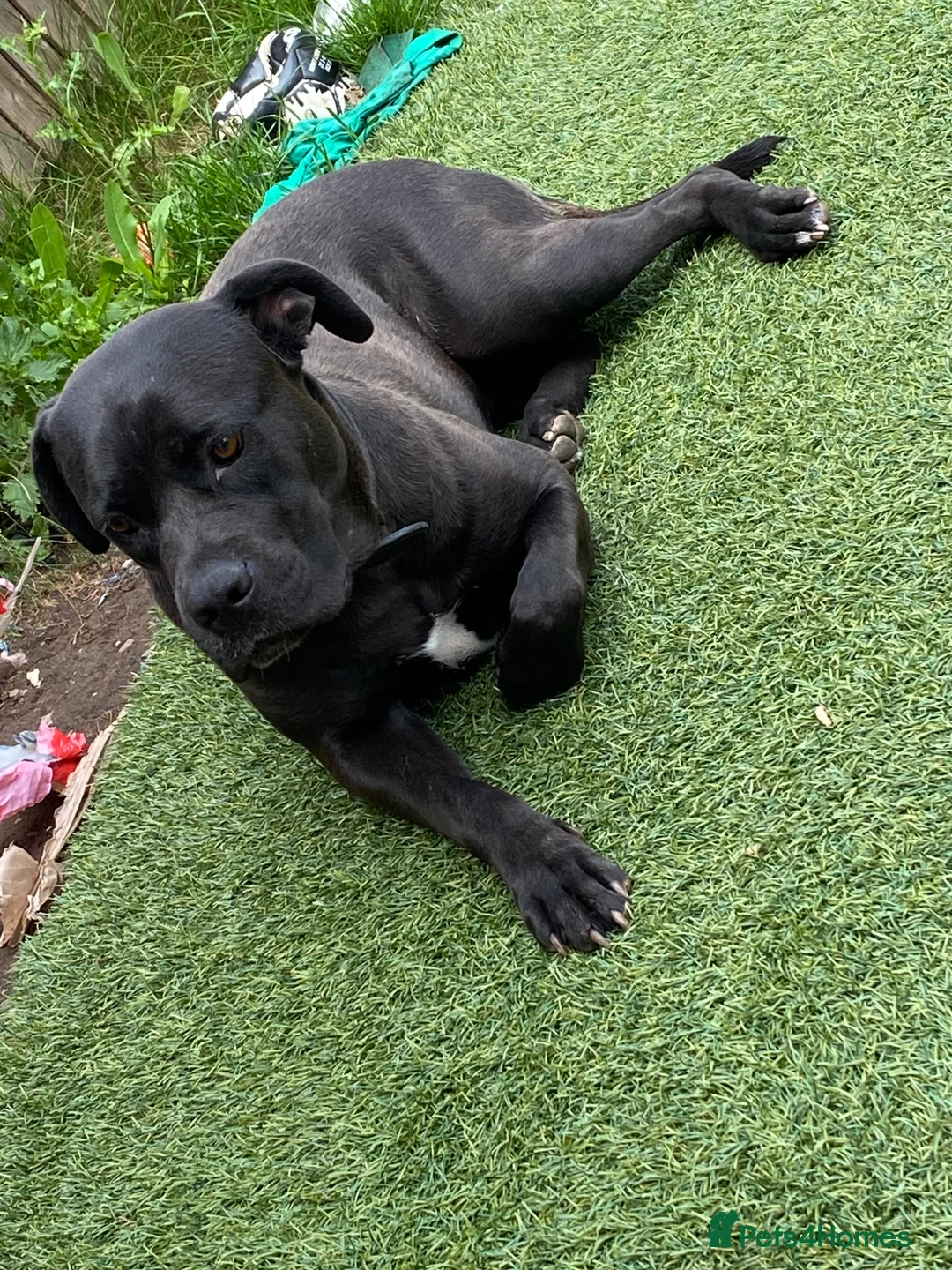 Cane Corso dogs for sale: Cane corso female 2/3years old in Brierley Hill - Advert 2