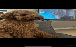 Cockapoo dogs for sale: male cockapoo - Image 3