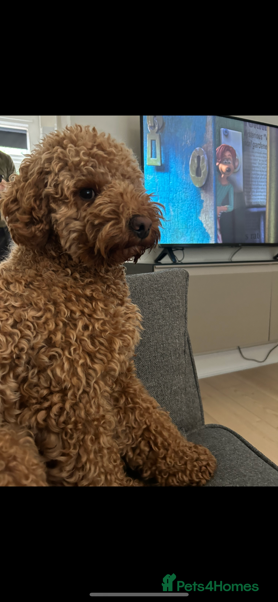 Cockapoo dogs for sale: male cockapoo - Image 3