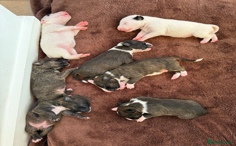 English Bull Terrier dogs - Advert 2