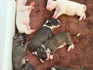 English Bull Terrier dogs - Advert 2