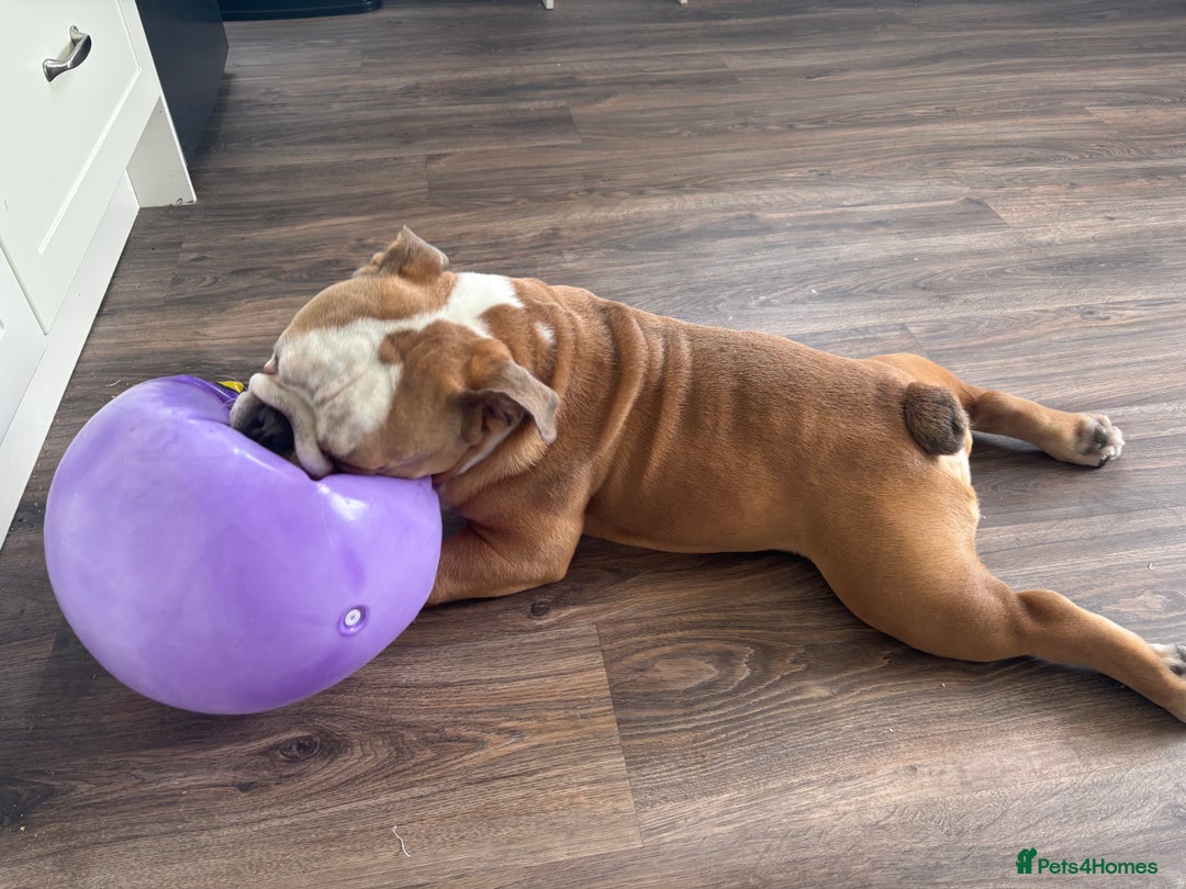 Mixed Breed dogs for sale: Very handsome bulldog - Image 10