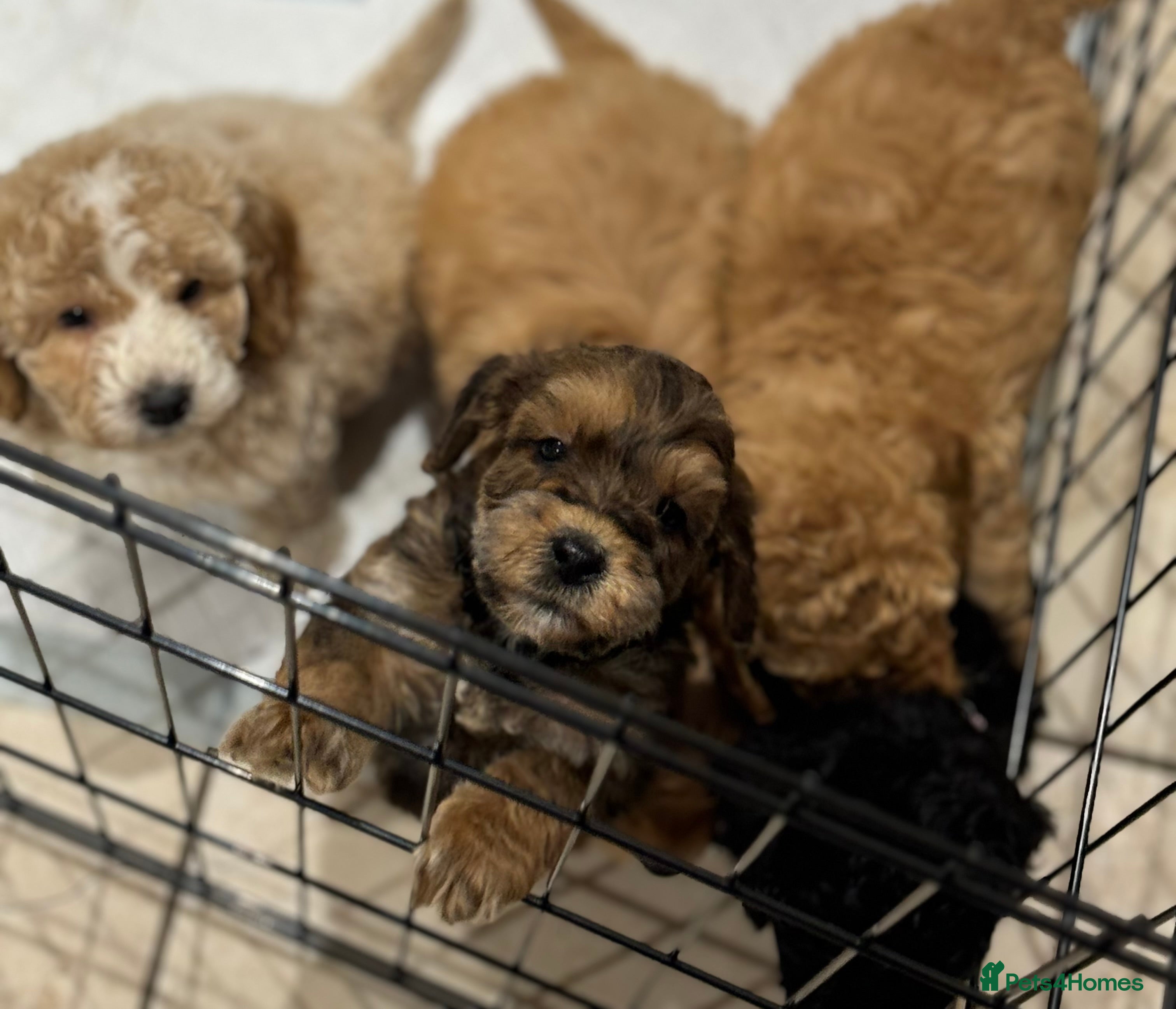Cockapoo dogs Beautiful mini cockapoo puppy’s🩷🩵 - Advert 7