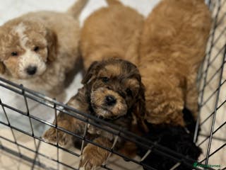 Cockapoo dogs Beautiful mini cockapoo puppy’s🩷🩵 - Advert 7