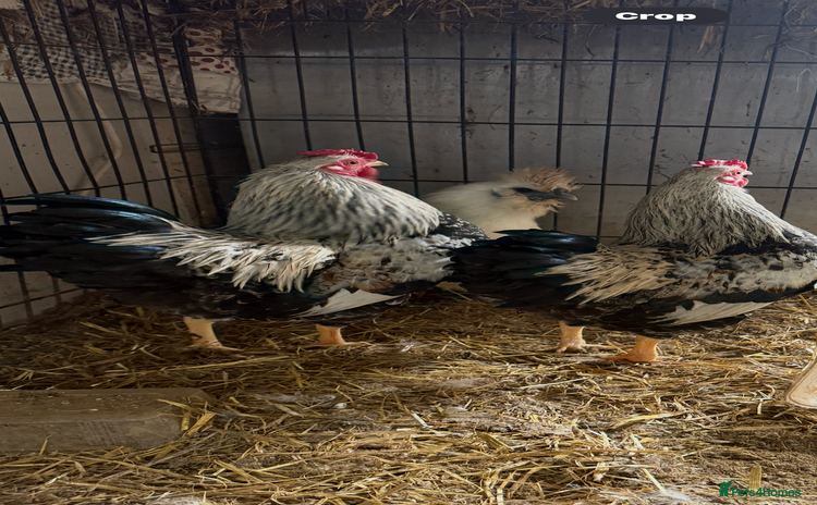 Chickens poultry - Advert 1