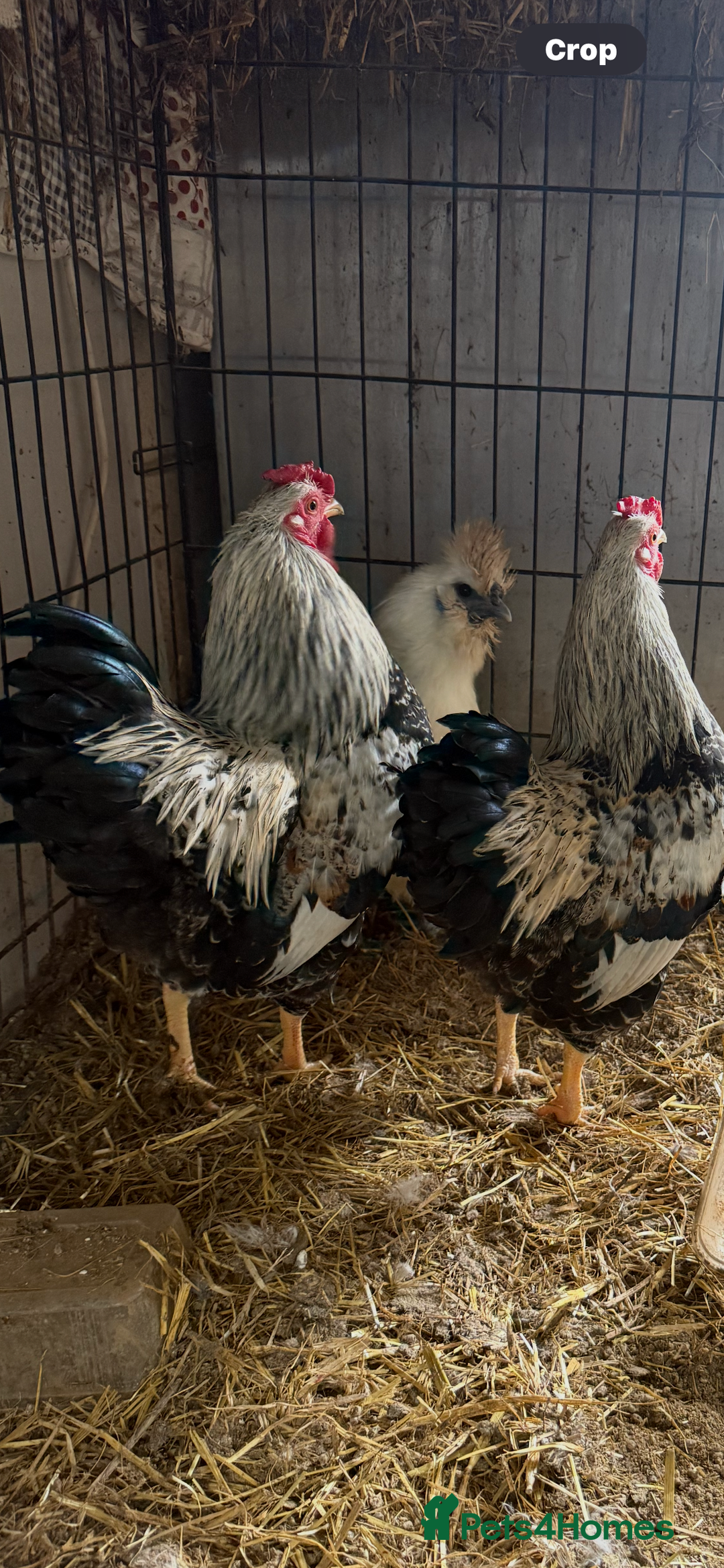 Chickens poultry for sale: 3 cockerels  - Image 1