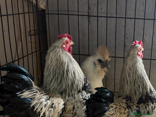 Chickens poultry 3 cockerels - Advert 1