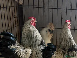 Chickens poultry 3 cockerels - Advert 6