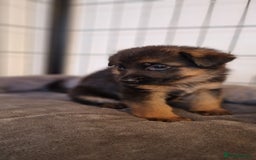 German Shepherd dogs for sale: KC registered German shepherd puppies - Image 8