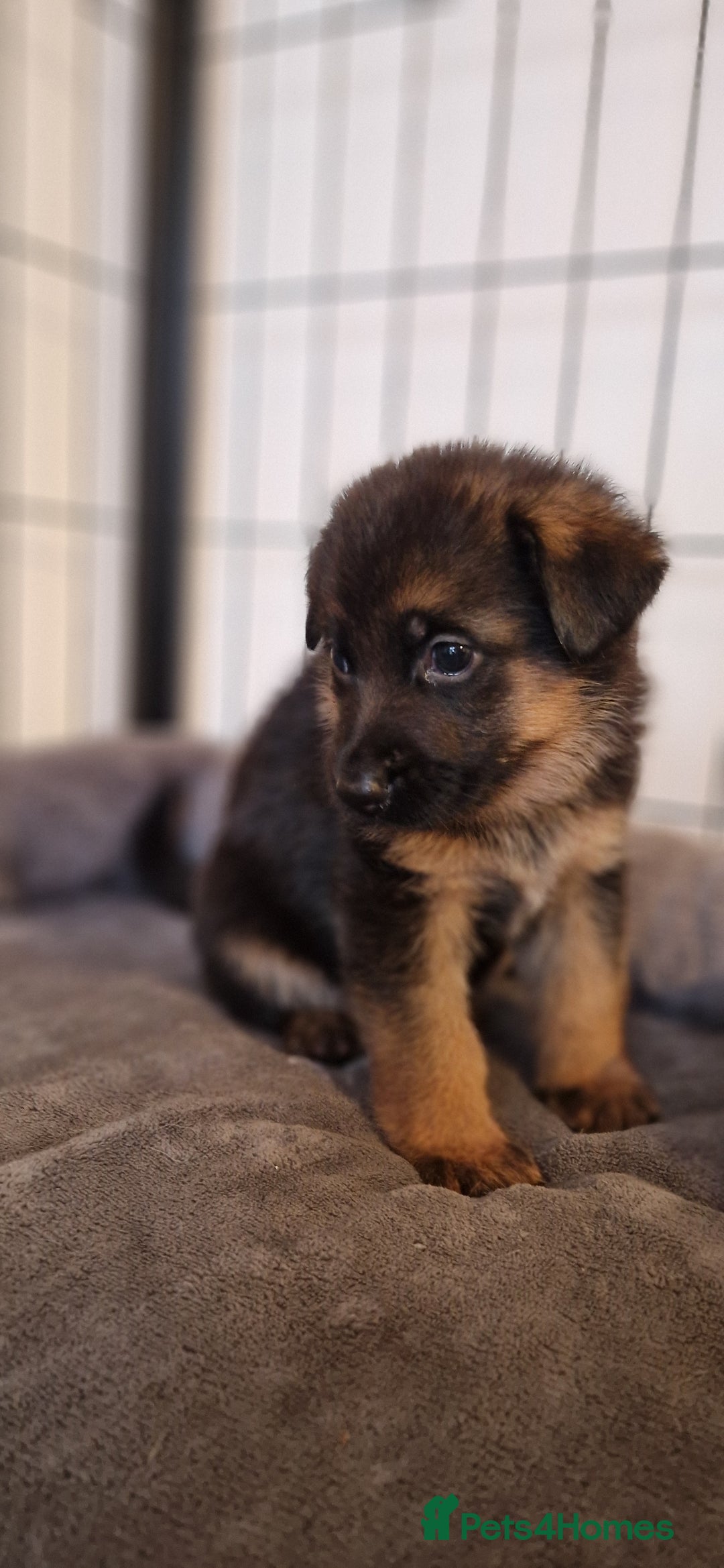 German Shepherd dogs for sale: KC registered German shepherd puppies - Image 8